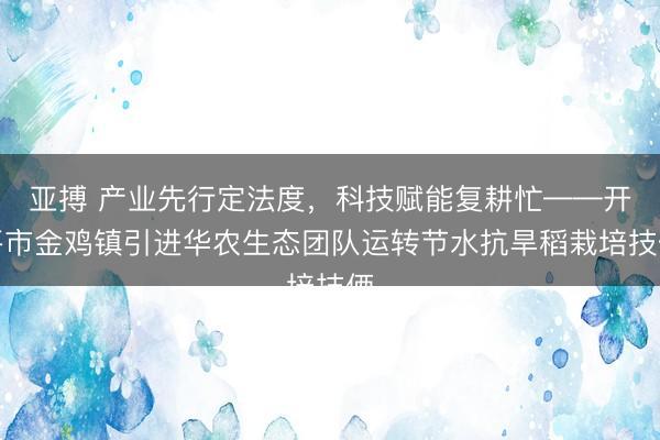 亚搏 产业先行定法度，科技赋能复耕忙——开平市金鸡镇引进华农生态团队运转节水抗旱稻栽培技俩